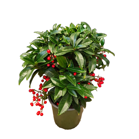 Ardisia