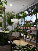 Plantes et décoration